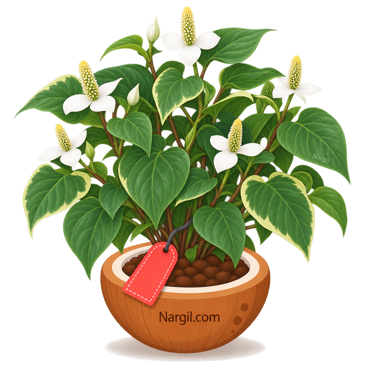 Nargil_Houttuynia cordata